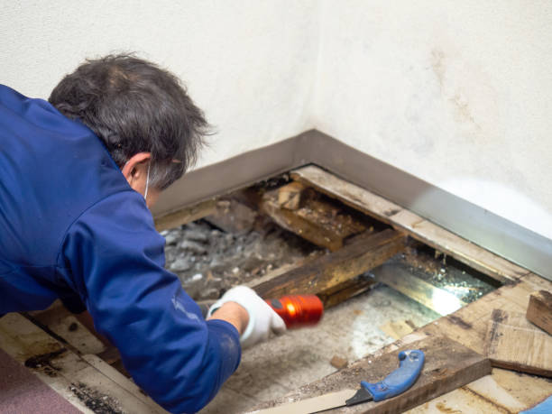 Best Residential Mold Removal  in Mooreville, MS