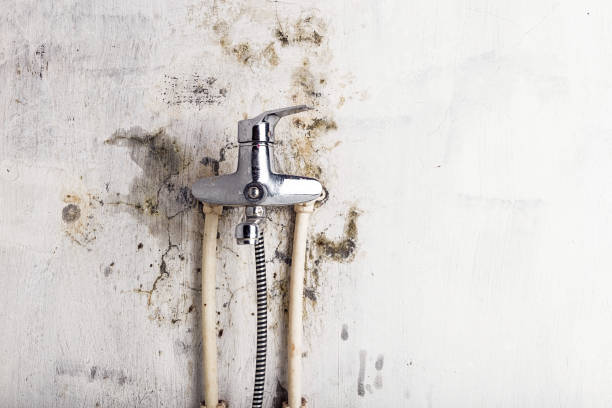 Best Mold Removal Company Near Me  in Mooreville, MS