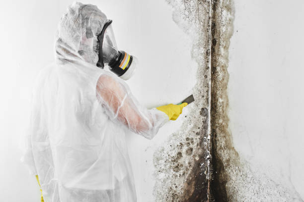 Best Office Mold Removal Services  in Mooreville, MS