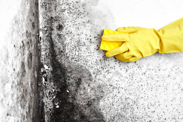 Best Mold Remediation Services  in Mooreville, MS