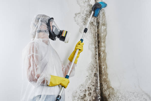 Best Fast Mold Removal  in Mooreville, MS