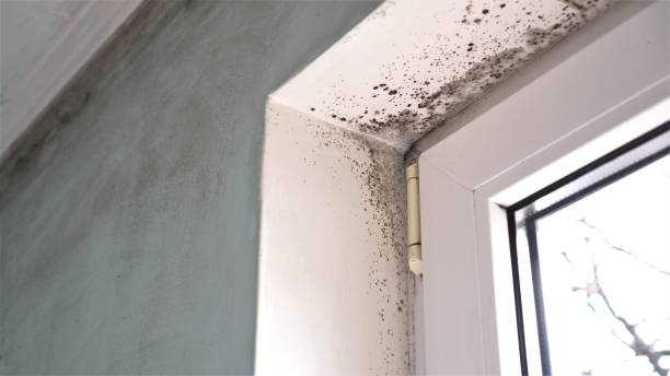 Trusted Mooreville, MS Mold Removal Experts