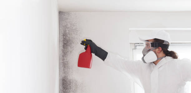  Mooreville, MS Mold Removal Pros