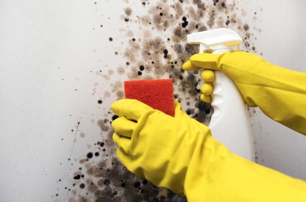Best Same-Day Mold Removal  in Mooreville, MS