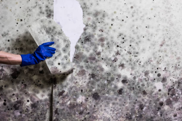 Best Residential Mold Removal  in Mooreville, MS